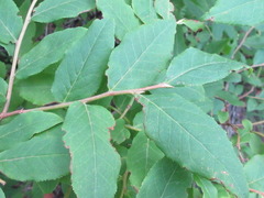 Vaccinium hirtum