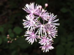 Thalictrum actaeifolium