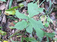 Coreanomecon hylomeconoides