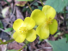 Coreanomecon hylomeconoides