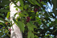 Syzygium wilsonii