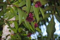Syzygium wilsonii
