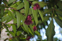 Syzygium wilsonii