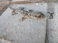 Tarentola mauritanica