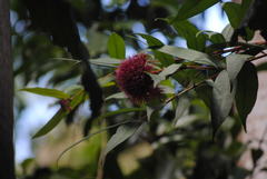 Syzygium wilsonii