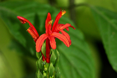 Pachystachys coccinea