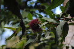 Syzygium wilsonii
