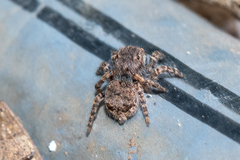 Maratus vespertilio