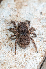 Maratus vespertilio