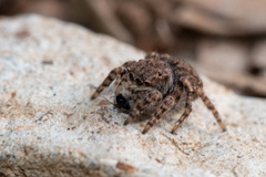 Maratus vespertilio