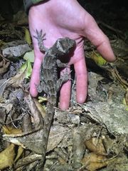 Hoplodactylus duvaucelii