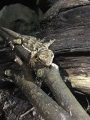 Hoplodactylus duvaucelii