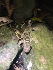 Hoplodactylus duvaucelii