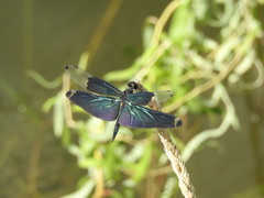 Rhyothemis fuliginosa