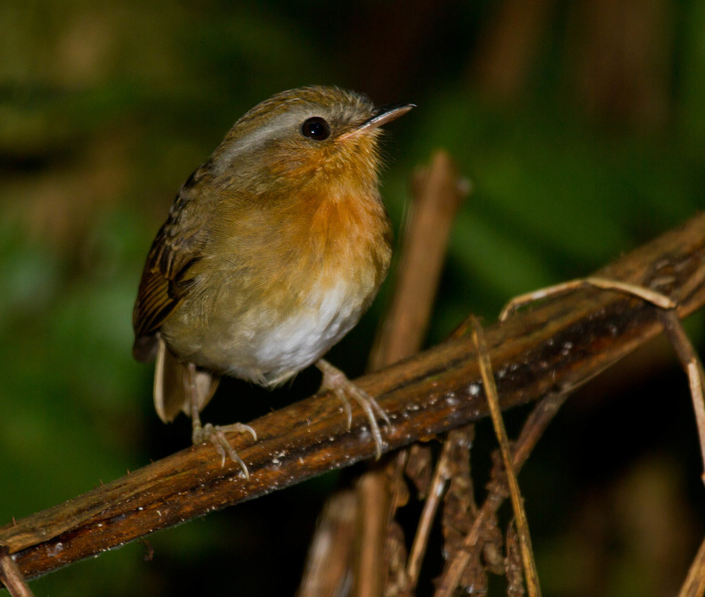 Rufous Gnateater photo