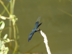 Rhyothemis fuliginosa