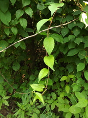 Schisandra chinensis