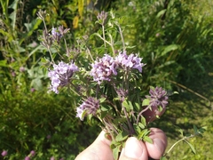 Ziziphora clinopodioides