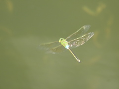 Anax parthenope julius
