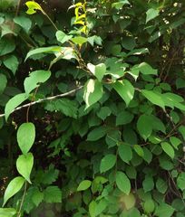 Schisandra chinensis