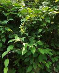 Schisandra chinensis