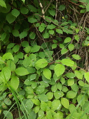 Schisandra chinensis