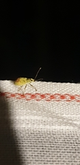 Myllocerina