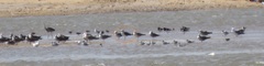 Larus fuscus