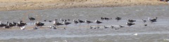 Ardea cinerea