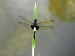 Pseudothemis zonata