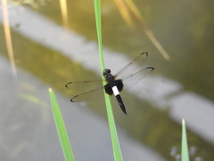 Pseudothemis zonata