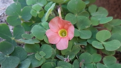 Oxalis pulchella