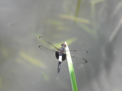 Pseudothemis zonata