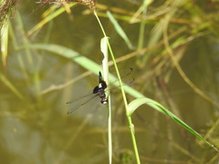 Pseudothemis zonata