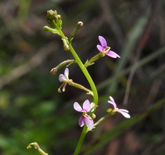 Stylidium debile