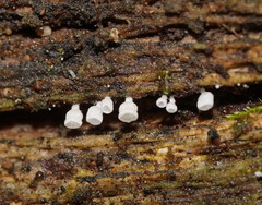 Calyptella