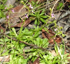 Stylidium debile