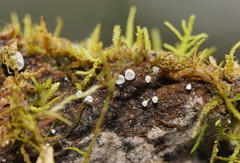 Calyptella