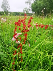 Rumex lapponicus