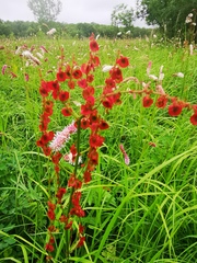 Rumex lapponicus