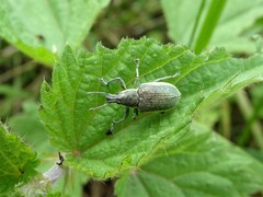 Chlorophanus viridis