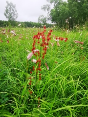 Rumex lapponicus