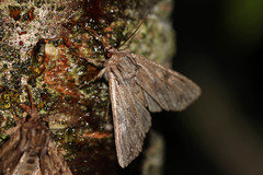 Apamea monoglypha