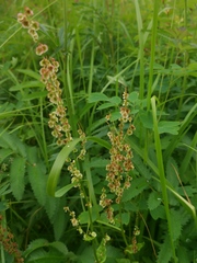 Rumex lapponicus