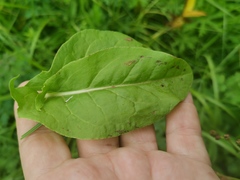 Rumex lapponicus