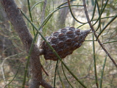 Allocasuarina muelleriana
