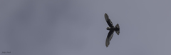 Aerodramus terraereginae