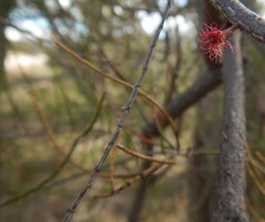 Allocasuarina muelleriana