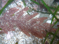 Neoptilota densa