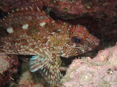 Sebastiscus marmoratus